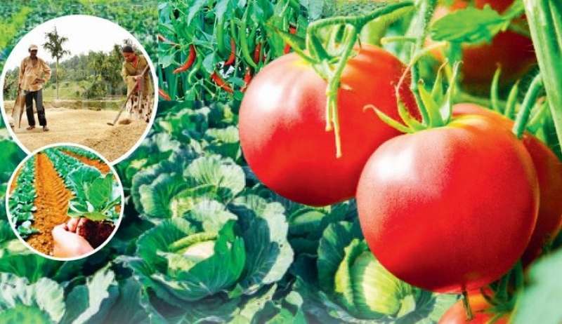 organic vegitables