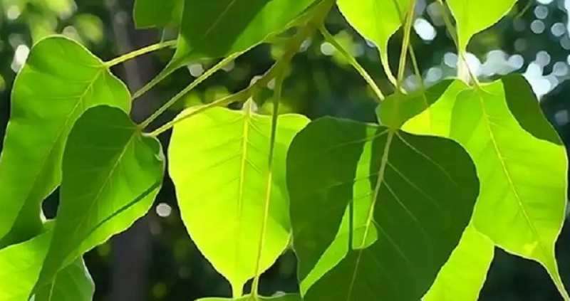 බෝධි පූජාවෙන් ග්‍රහ අපල නැතිකළ හැකිද?