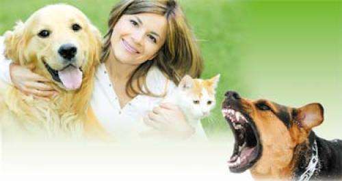බල්ලෝ කෑවට බුරිය වටේ දැන් එන්නත් විදින්නේ නෑ