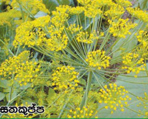 ගබ්සා කාරකයක් වන සතකුප්ප වෙළඳපොලේ සූදුරුවලට මුසු කරලා