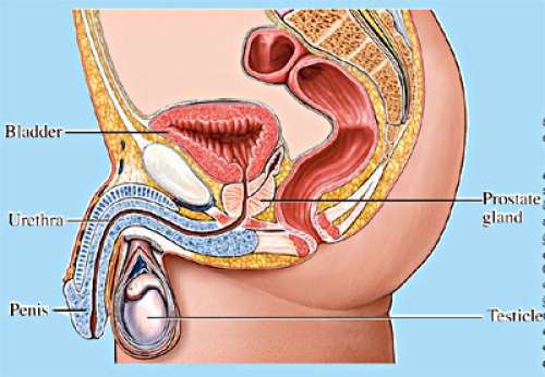 පුරස්ථි ග්රන්ථි ඉදිමීම