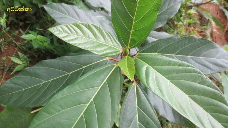 අට්ටික්කා [Ficus racemosa]