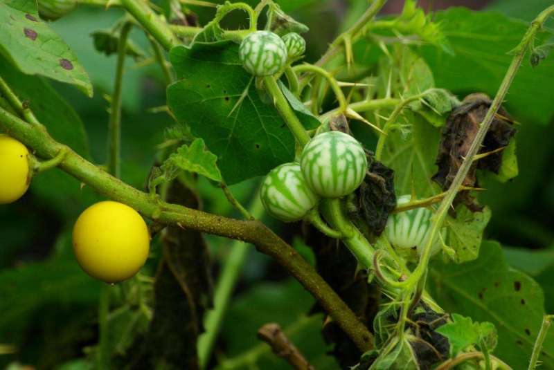 කටුවැල්බටු [ Solanum virginianum ]