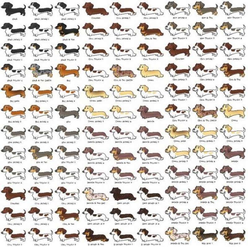 කුඩා නිවසකට ගැළපෙන ඩැෂන්ඩ් dachshund