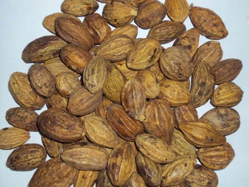 අරළු [Terminalia Chebula‌]