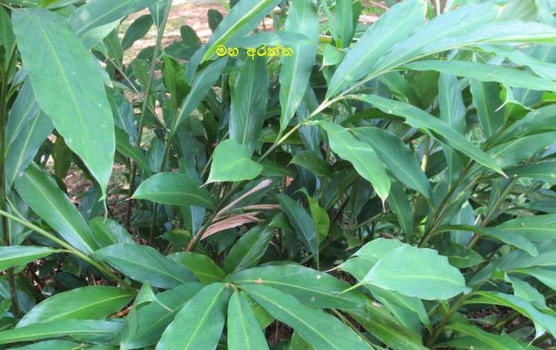 අරත්ත [Alpinia sp.]