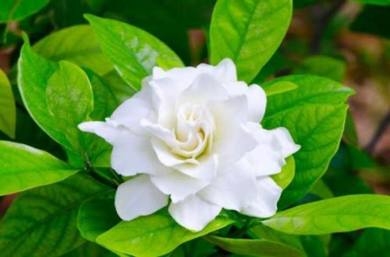 gardniya