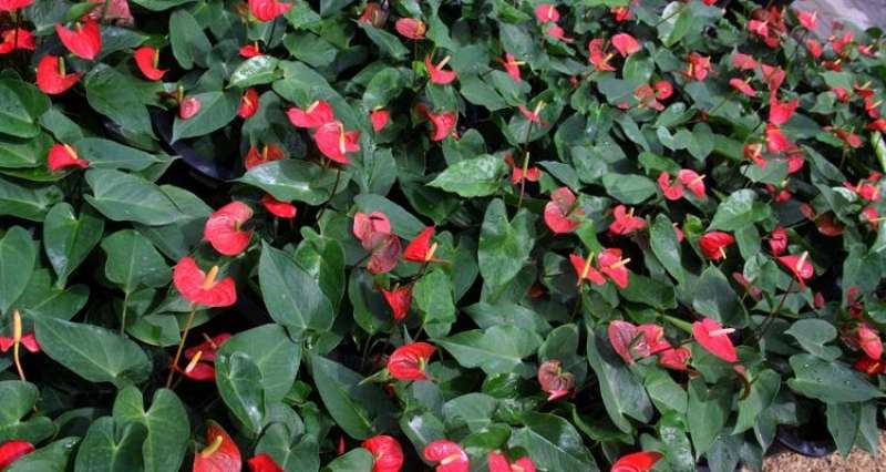 ගෙදර ඉඳන් ඇන්තූරියම්වලින් සල්ලි හොයන මග